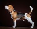 Young beagle dog Royalty Free Stock Photo