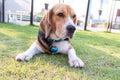 Young beagle dog lay on the garden