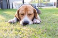 Young beagle dog lay on the garden