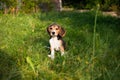 Young beagle dog playing outside. Beagle dog breed