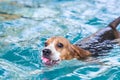 Young beagle dog playing toy in the swimming pool Royalty Free Stock Photo