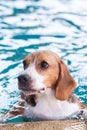 Young beagle dog playing toy in the swimming pool Royalty Free Stock Photo