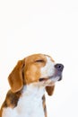Young beagle dog studio portrait