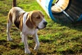 Young beagle dog on a walk outside. Funny smart dog in the dog park. Selective focus. Blurred background