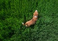 Young beagle dog walking by the path leading in green high grass top view aerial image