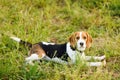 Young beagle lying in green grass in a field and lit by the setting sun Royalty Free Stock Photo