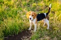Young beagle lying in green grass in a field and lit by the setting sun Royalty Free Stock Photo
