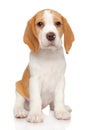 Young Beagle puppy on a white background