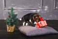 Beagle puppy sniffing gift box Royalty Free Stock Photo