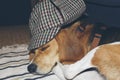 Young Beagle sleeping on a carpet, with a fun and classic British hat Royalty Free Stock Photo