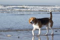 Young beagle in the water