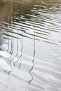 Young beams of acorus calamus reflecting in a lake on a sunny day