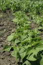 Young bean bushes grow in the garden bed. Flowering leguminous plants. Organic farming, healthy eating