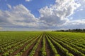 Young bean plants in neat straight lines Royalty Free Stock Photo