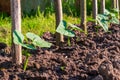 Young bean plants in a row in the vegetable garden Royalty Free Stock Photo