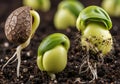 Young bean seedlings emerging from soil. The image shows three stages of germination. The left Royalty Free Stock Photo