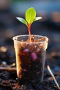 A young bean sprout with green leaves grew in a plastic cup with soil. Generative AI