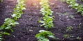 Young bean sprouts growing in a soil in a vegetable garden. Concept of growing own vegetables. Gardening Royalty Free Stock Photo