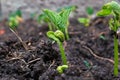 Young bean sprouts growing their first leaves Royalty Free Stock Photo