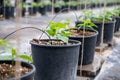 Young beans plants sprouts growing in bio greenhouse Royalty Free Stock Photo