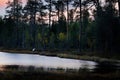 Young bear cob hidden in yellow forest. Autumn trees with bear, dark evening twilit. Beautiful brown bear walking around lake,