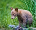 Young bear cub sits on log in forest Royalty Free Stock Photo