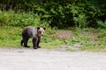 Young bear on parking near forest. Royalty Free Stock Photo