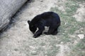 Young bear, Ursus americanus. Royalty Free Stock Photo