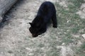 Young bear, Ursus americanus. Royalty Free Stock Photo