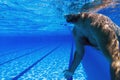 Young beard man alone in swimming pool Underwater Man with Beard Underwater swimming pool