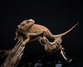 Bearded dragon sits on branch on dark background. Exotic pet in studio. Lizard climbs on snag and looks aside