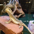 Young bearded dragon lizard hatching at pet store