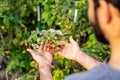 Young bearded farmer picking fresh raspberries in the garden Royalty Free Stock Photo