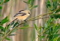 Young Bearded reedling walks over willow tree branch in sweet soft morning Royalty Free Stock Photo