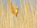 Bearded reedling resting