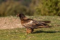Young Bearded Vulture observing Royalty Free Stock Photo