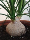 A Young Beaucarnea Recurvata Plant in a Pot.