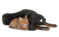 Young beauceron and cat in studio