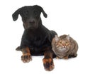Young beauceron and cat in studio Royalty Free Stock Photo