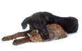Young beauceron and cat in studio Royalty Free Stock Photo