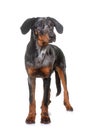 Young beauceron in studio Royalty Free Stock Photo