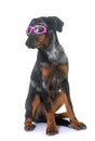 Young beauceron in studio