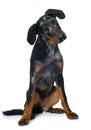 Young beauceron in studio Royalty Free Stock Photo