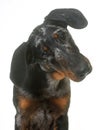 Young beauceron in studio Royalty Free Stock Photo