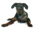 Young beauceron in studio