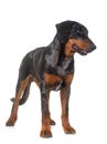 Young beauceron in studio Royalty Free Stock Photo