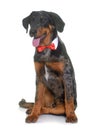 Young beauceron in studio