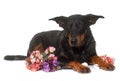 Young beauceron in studio