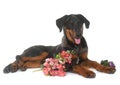 Young beauceron in studio Royalty Free Stock Photo