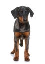 Young beauceron in studio Royalty Free Stock Photo